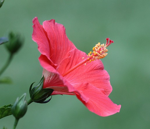 hibiscus flower in pink