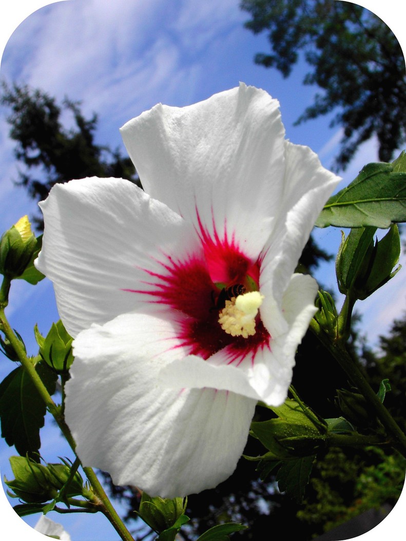 hibiscus flower in white with dark center