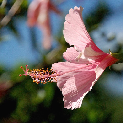 hibiscus flower in light pink