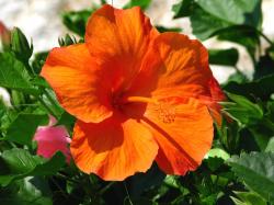 hibiscus flower in bright orange