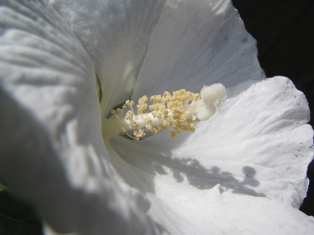 just white hibiscus flower