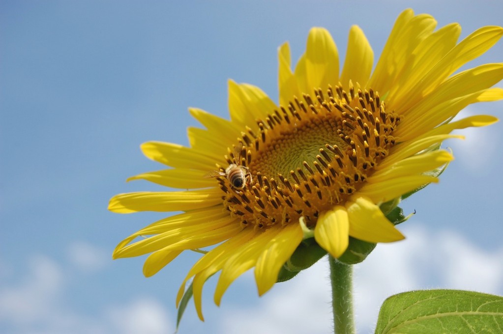 lovely sunflower.jpg