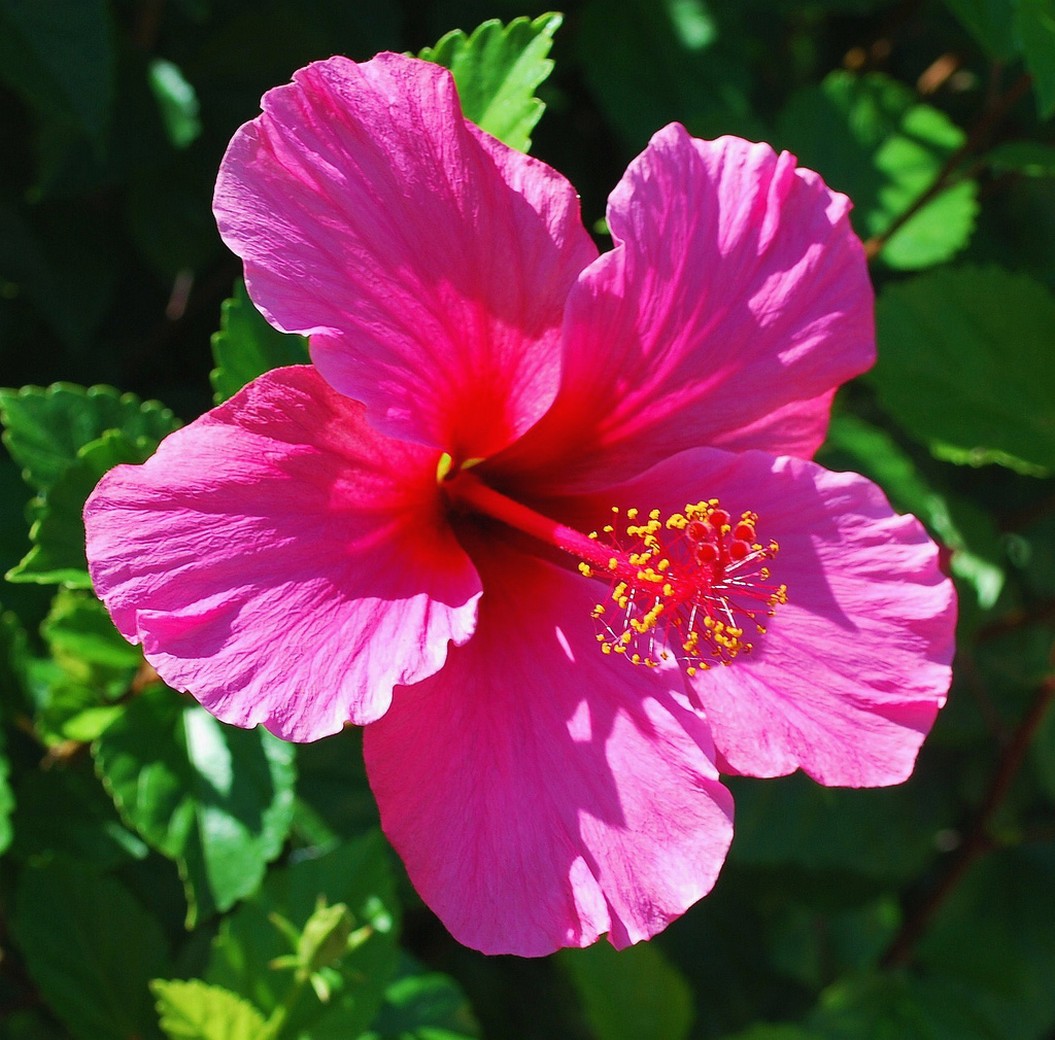 very bright pink hibiscus flower photos
