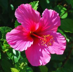 very bright pink hibiscus flower photos