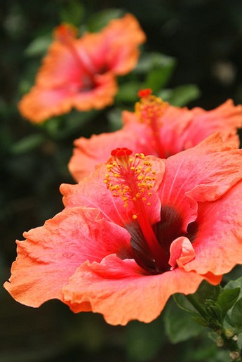 orange hibiscus flowers