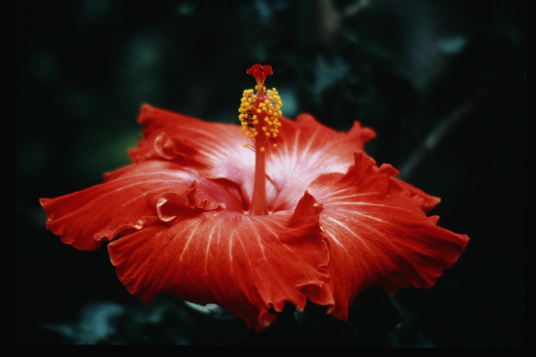 orange white hibiscus flower