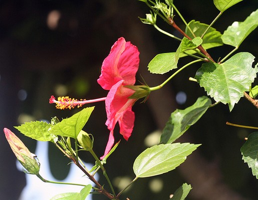tropical hibiscus flower pic