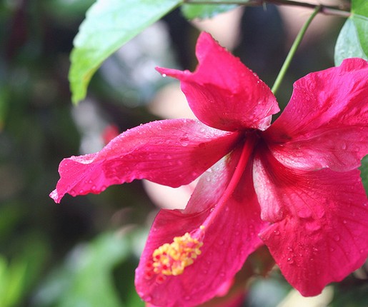red pink hibiscus flower pic