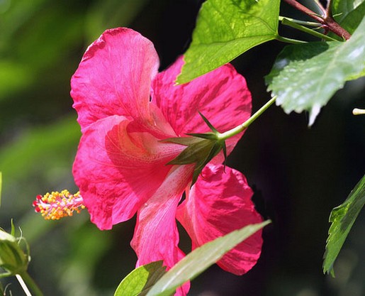 hibiscus flower in bright color pink