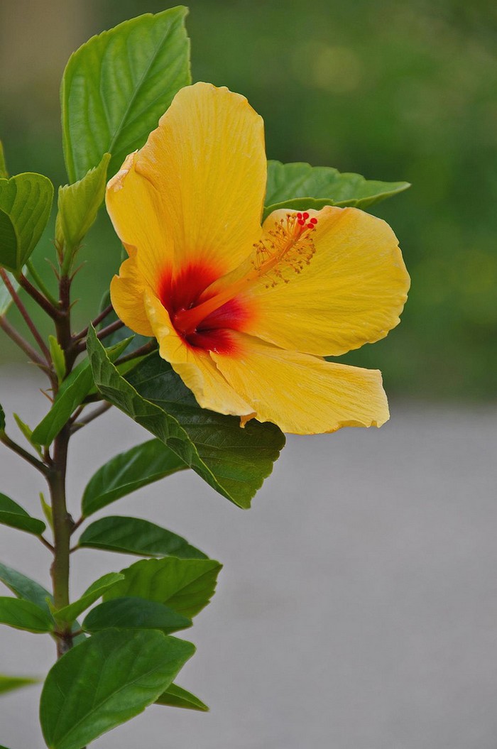 golden hibiscus flower