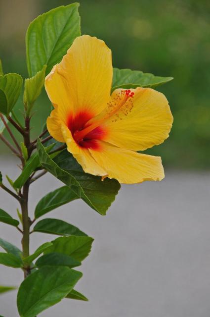 golden hibiscus flower