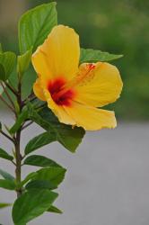 golden hibiscus flower