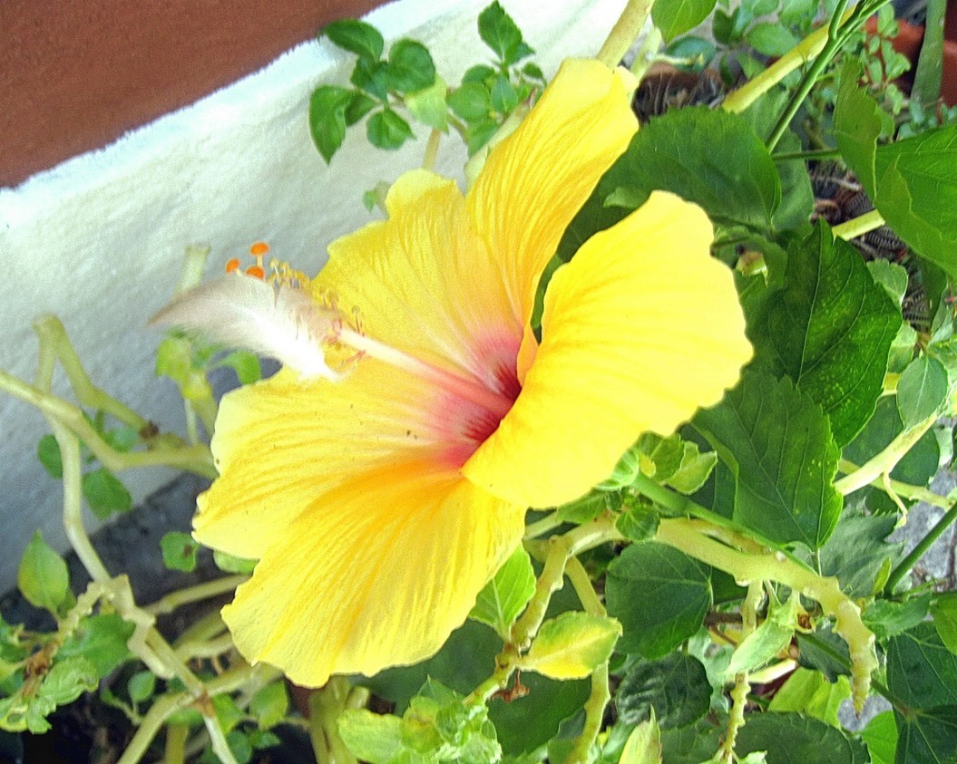 bright yellow hibiscus flower pic