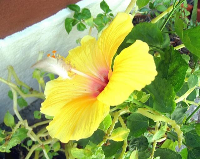 bright yellow hibiscus flower pic