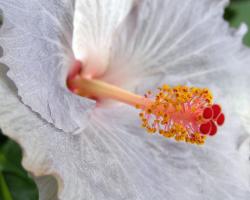 white hibiscus flower with orange center