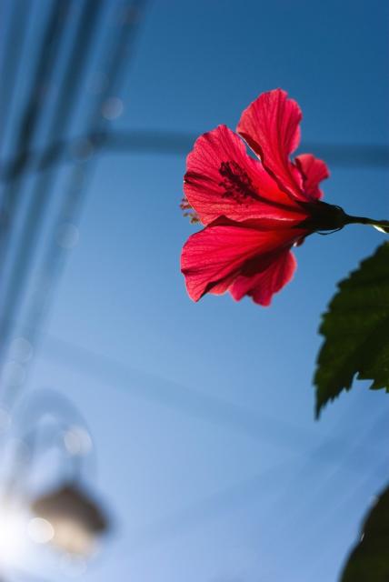 summer hibiscus flower