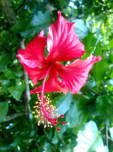 hibiscus flower in garden