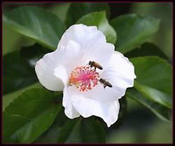 white hibiscus flower with bees