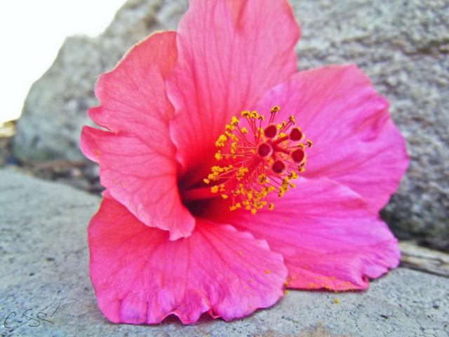 beach flower hibiscus