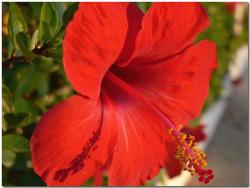 summer flower hibiscus