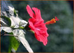 beautiful hibiscus flower in nature