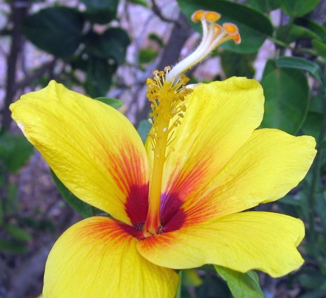 hibiscus flower in bright yellow