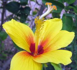 hibiscus flower in bright yellow