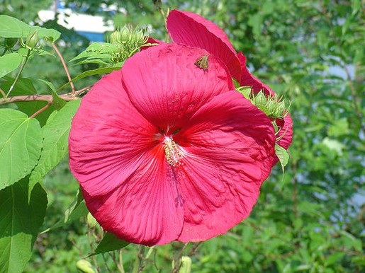 bright pink hibiscus flower in the garden