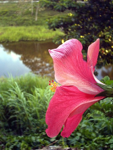 nature hibiscus flower