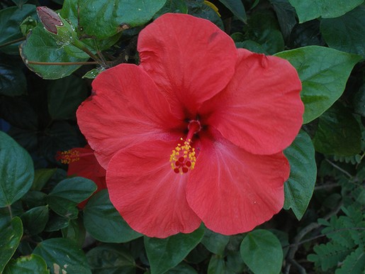 tropical flowers picture hibiscus