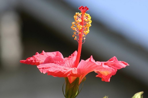 pictures hibiscus flower