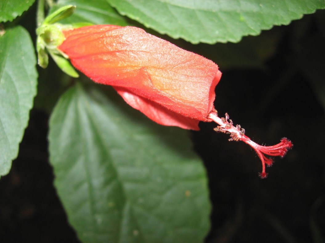 orange bud hibiscus flower