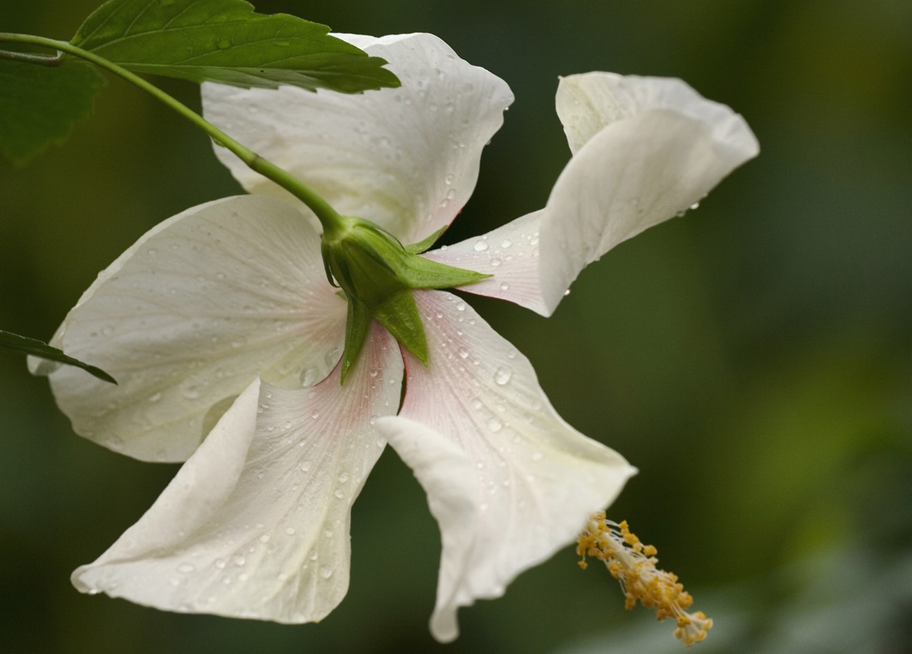 white hibiscus flower photos