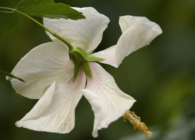 white hibiscus flower photos