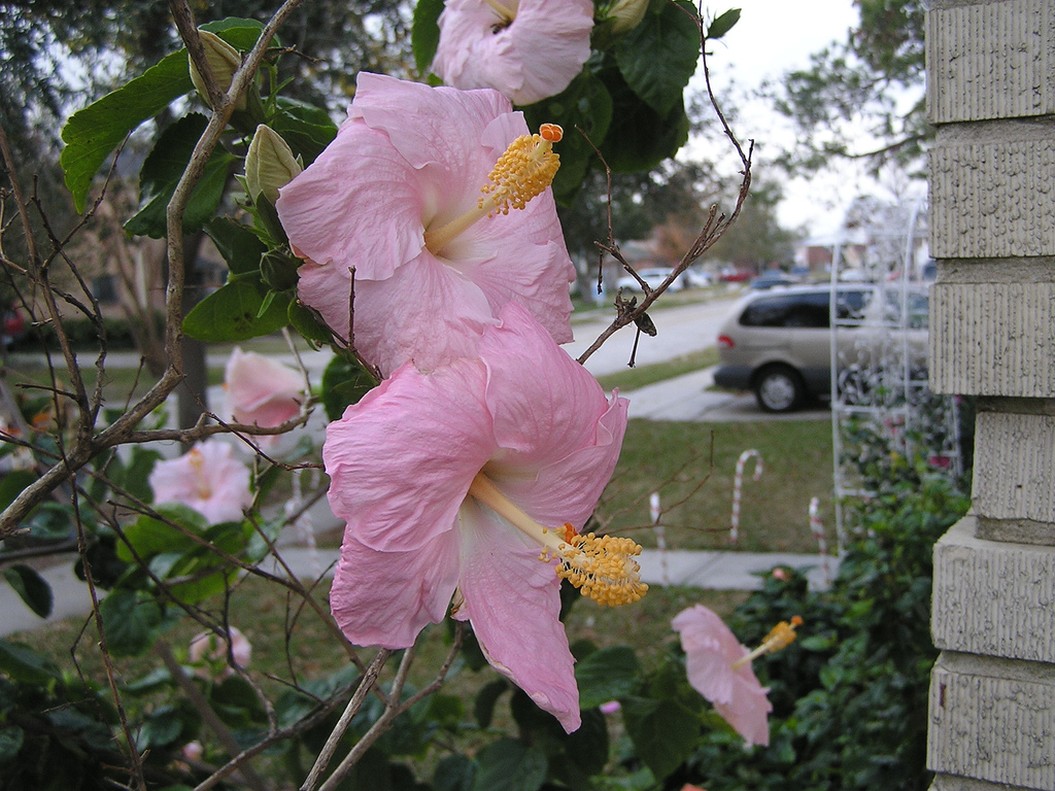 garden flowers hibiscus picture