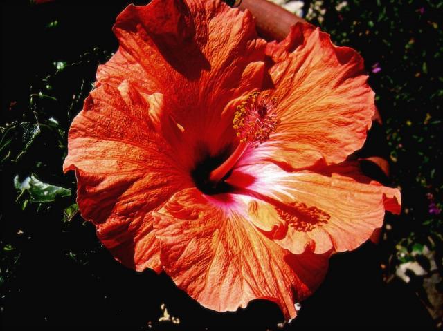 orange hibiscus flower in bright sun