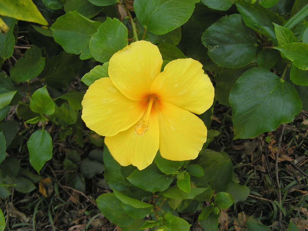 small bright yellow hibiscus flower photo
