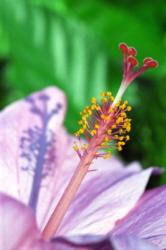 light purple hibiscus flower photo