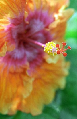 beautiful hibiscus flower