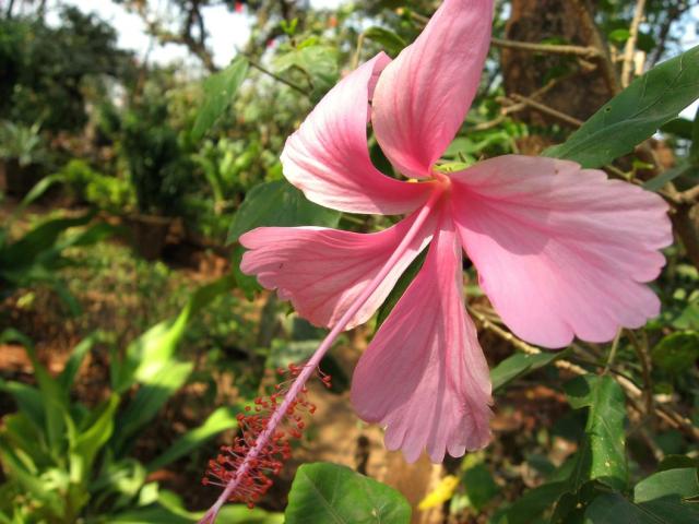 pink hibiscus flower in garden