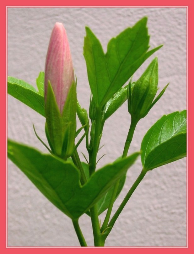 hibiscus flower buds picture