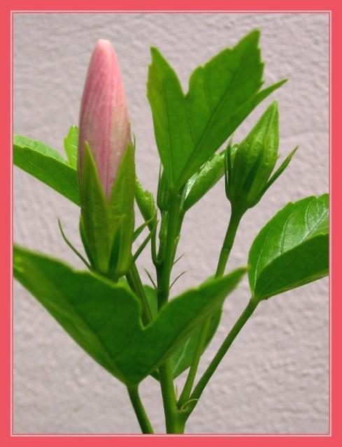 hibiscus flower buds picture