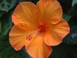 rich orange flower hibiscus