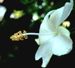 hibiscus flower in white