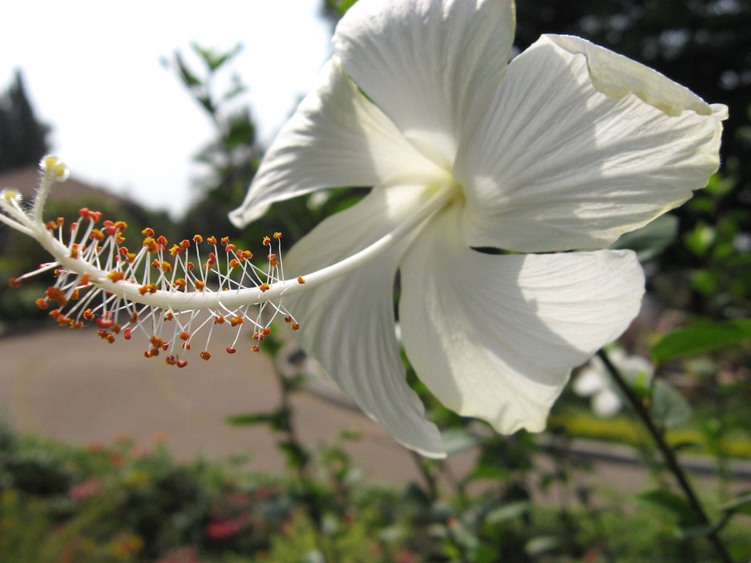hibiscus flower in snow white