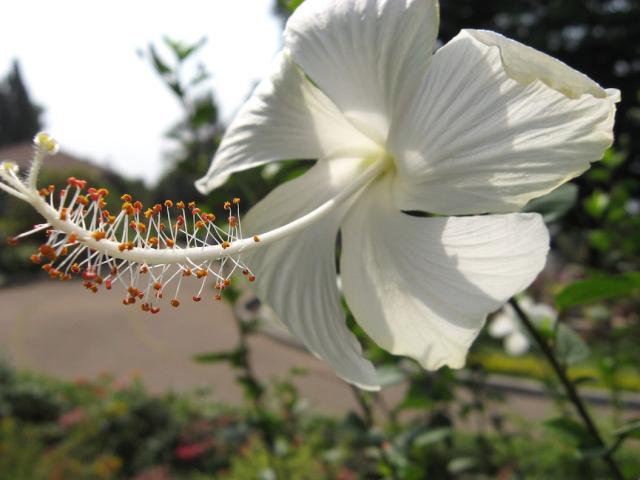 hibiscus flower in snow white