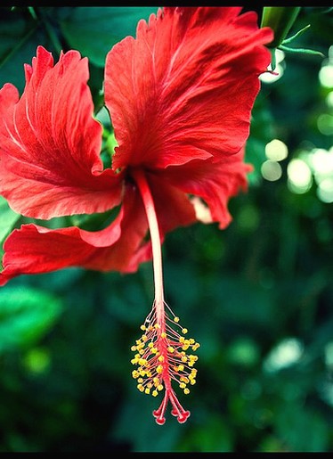 hibiscus flower in red with red leafs