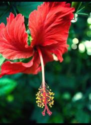 hibiscus flower in red with red leafs