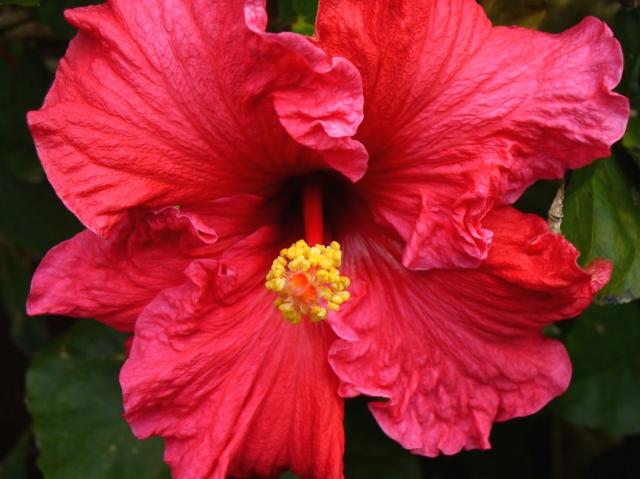 pink red hibiscus flower photo