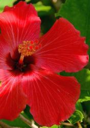 bright red tropical flower hibiscus picture